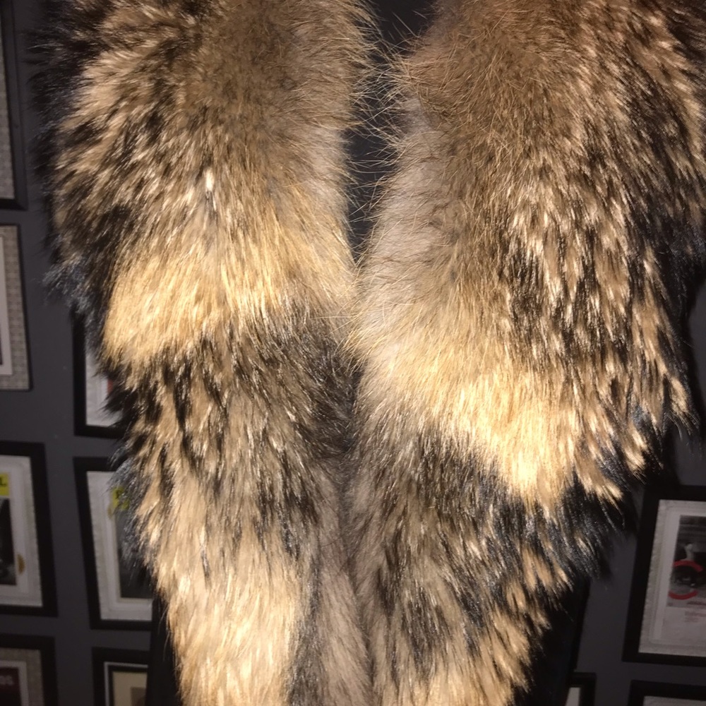 A Finnish Raccoon oversized Collar